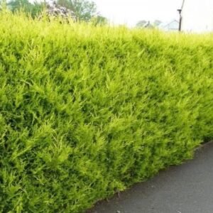 Alternative view of Gele californische cipres (Chamaecyparis lawsoniana ‘Ivonne’)