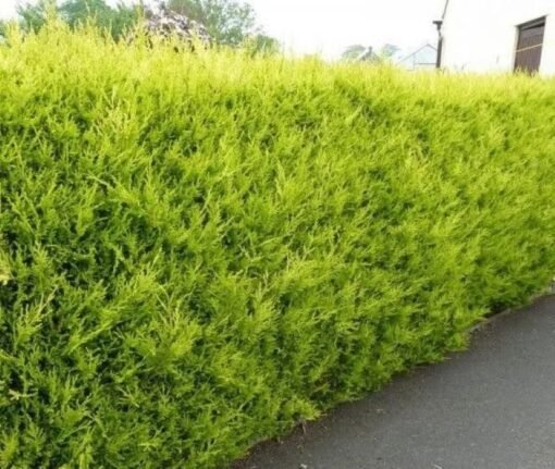 Gele californische cipres - Afbeelding 2