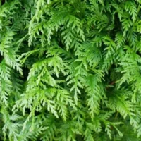 thuja martin
