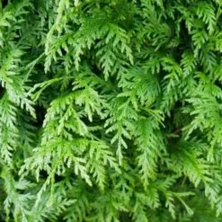 thuja martin