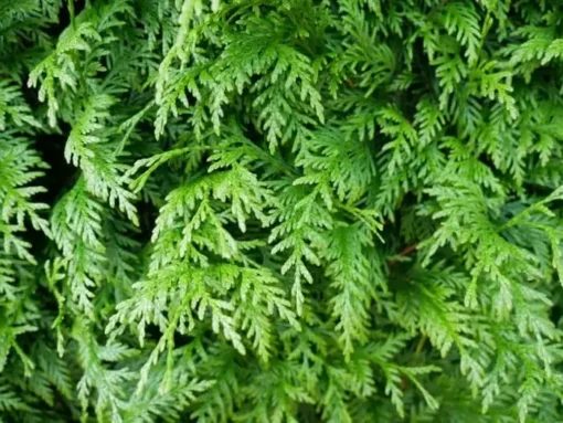 thuja martin