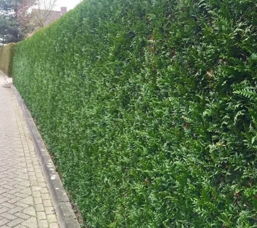 Levensboom Martin - Afbeelding 2
