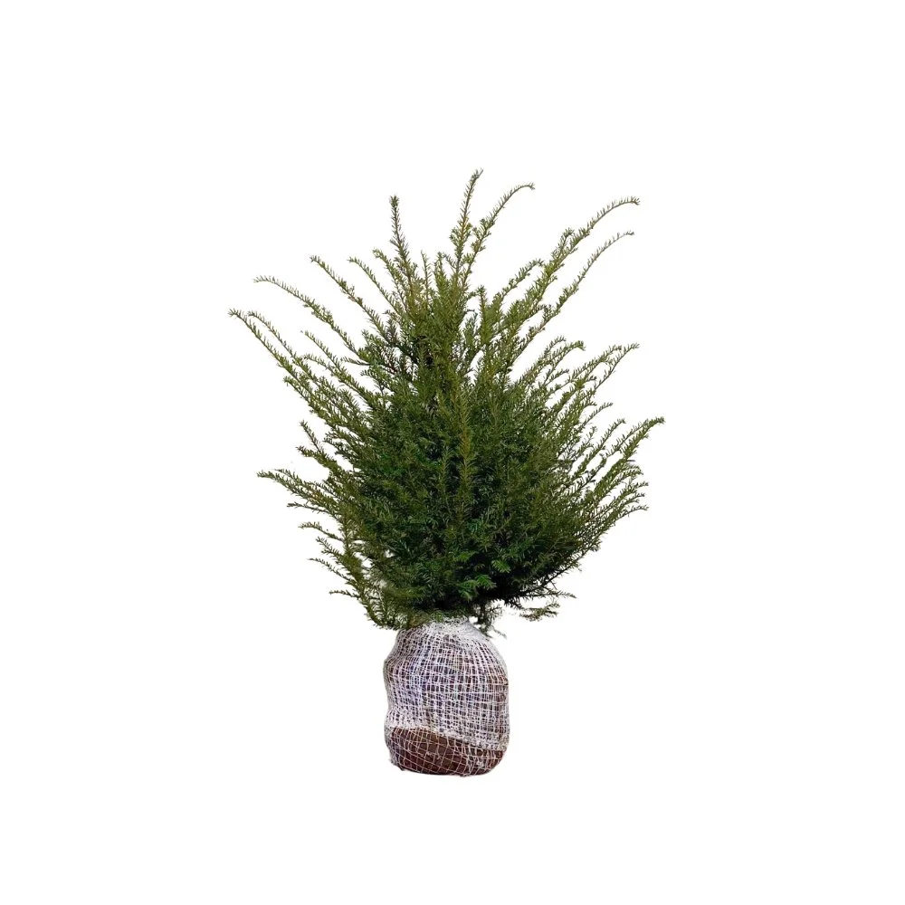Taxus Baccata kopen? Met aangroeigarantie! | Haagplantdirect.nl