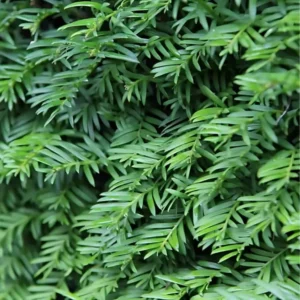 taxus-baccata-blad