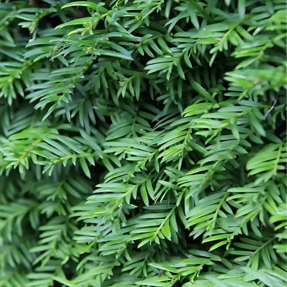 taxus-baccata-blad