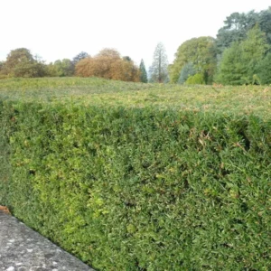taxus-baccata-haag-laag