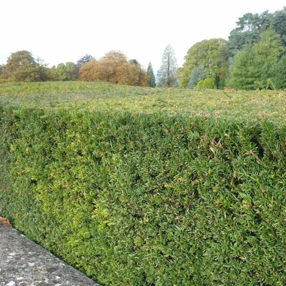 taxus-baccata-haag-laag