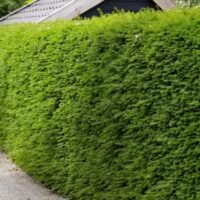 Taxus haag