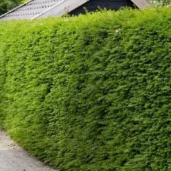 Taxus haag