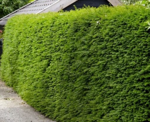 Taxus haag