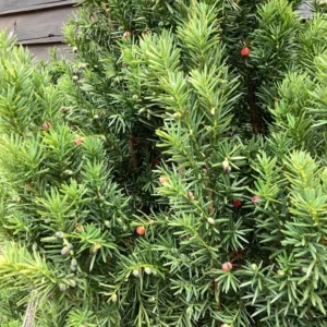 Taxus Hillii close up