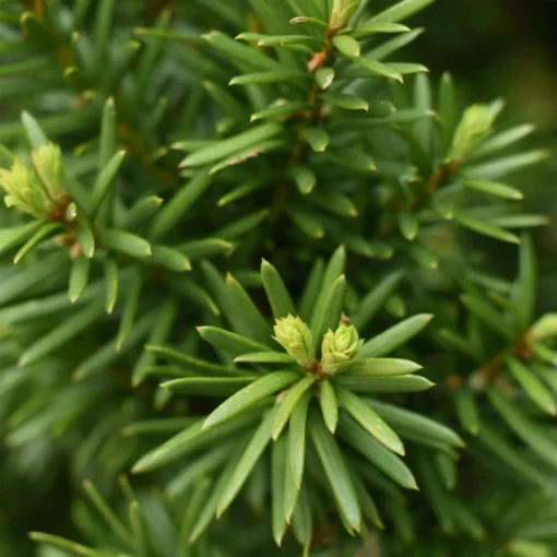 Taxus Hillii close up