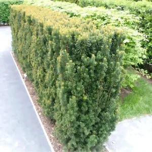 Taxus Hillii haag