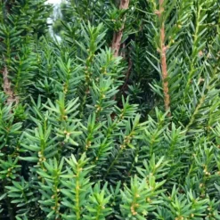Taxus