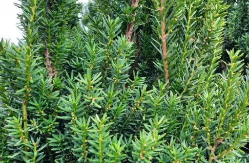 Taxus