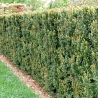 Taxus Hillii haag