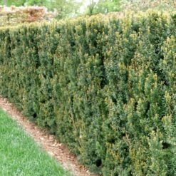 Taxus Hillii haag