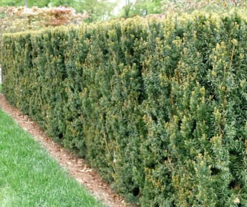 Taxus Hillii haag
