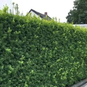 taxus media hillii haag