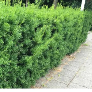 lage taxus media hillii haag