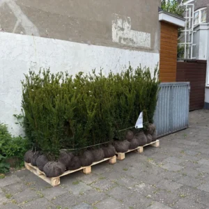 taxus planten op pallet
