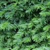 Taxus Baccata close up