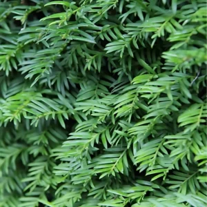 Taxus Baccata close up