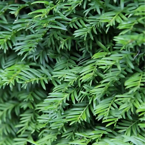 Taxus Baccata close up