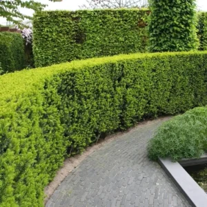 Taxus Baccata haag