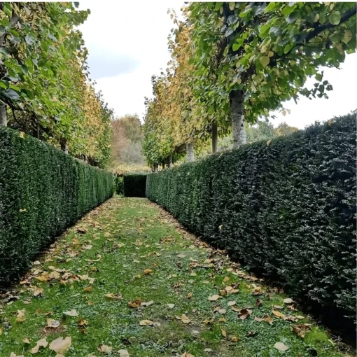 Taxus Baccata hagen