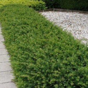 taxus baccata haag