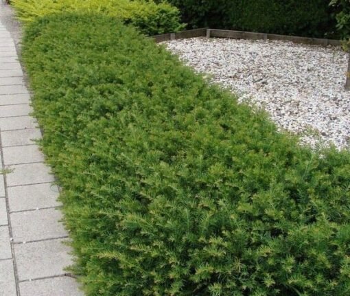 taxus baccata haag