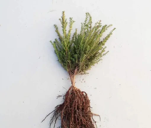 taxus baccata blote wortel