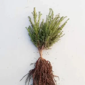 taxus baccata blote wortel