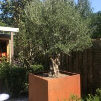 Olijfboom in cortenstalen bloembak 100x100x80