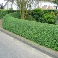 Alternative view of Ligusterhaag (Ligustrum Ovalifolium)