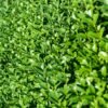 Ligusterhaag (Ligustrum Ovalifolium)