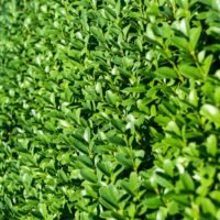 Ligusterhaag (Ligustrum Ovalifolium)