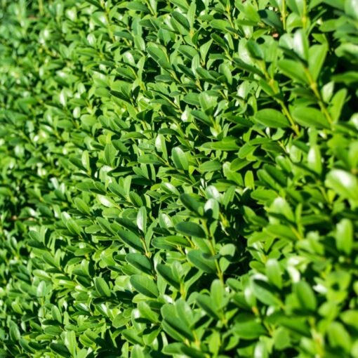 Ligusterhaag (Ligustrum Ovalifolium)