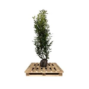 Laurier Caucasica 175-200 cm kluit