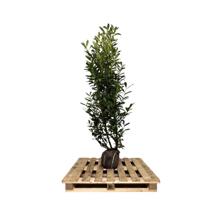 Laurier Caucasica 175-200 cm kluit