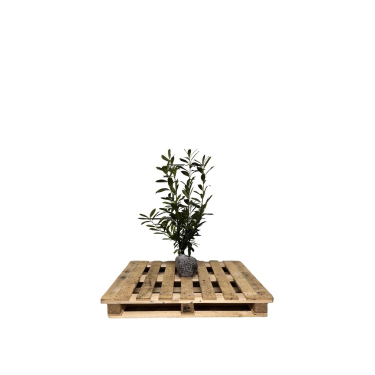 Laurier Caucasica 80-100 cm kluit