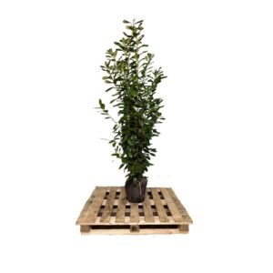 Laurier Novita 180-200 cm kluit