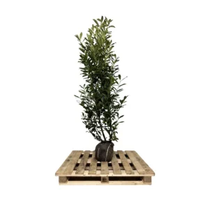 Prunus laur. 'Caucasica' 175-200 cm