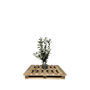 Prunus laur. 'Caucasica' 80-100 cm