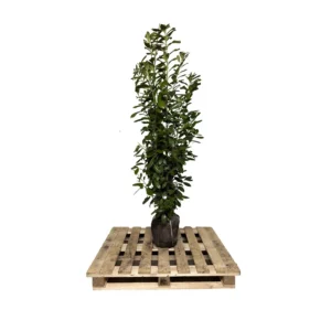 Prunus laur. 'Novita' 180-200 cm