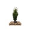 Thuja Brabant 160-180 cm kluit