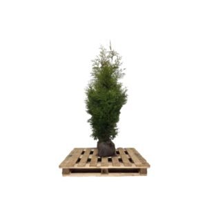 Thuja Brabant 160-180 cm kluit
