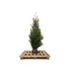 Thuja Brabant 180-200 cm kluit