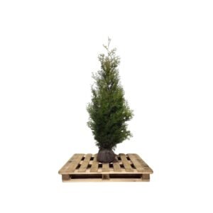 Thuja Brabant 180-200 cm kluit